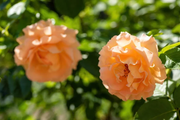 Piękne Bursztynowe Kwiaty Róży Oświetlone Słońcem Zielonym Tle Natury Bokeh — Zdjęcie stockowe