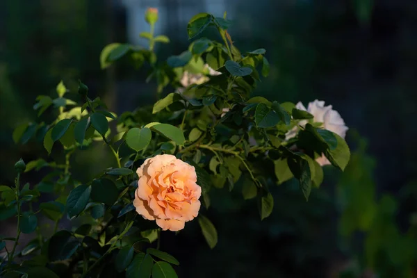 Розовый Куст Красивым Цветком Янтаря Освещается Восходящим Солнцем Темном Фоне — стоковое фото