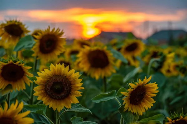 Magnífico Atardecer Sobre Fiel Girasol Fondo Del Concepto Agrícola — Foto de Stock