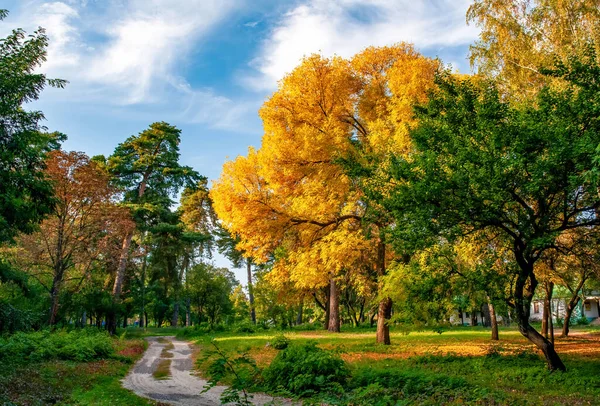 Kurvenreicher Feldweg Park Mit Grünen Und Vergilbten Bäumen Frühherbst — Stockfoto