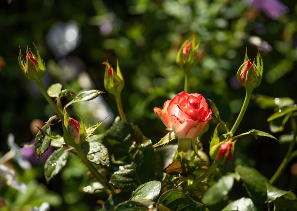 Piękna Czerwono Biała Róża Jednym Kwiatem Kilkoma Pączkami Kolorowym Naturalnym — Zdjęcie stockowe