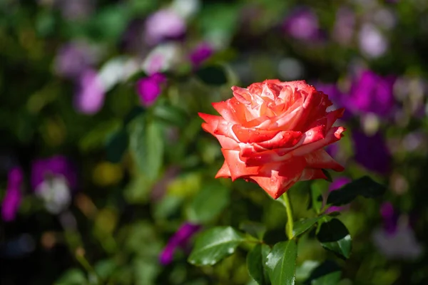 Piękna Czerwono Biała Róża Kroplami Rosy Kolorowym Tle Natury Bokeh — Zdjęcie stockowe