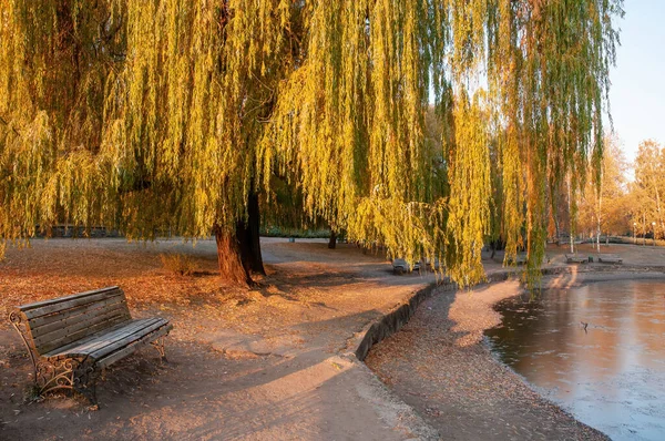 Beautiful Autumn Park Bench Yellowed Weeping Willow Tree Illuminated Rising — Stock Photo, Image