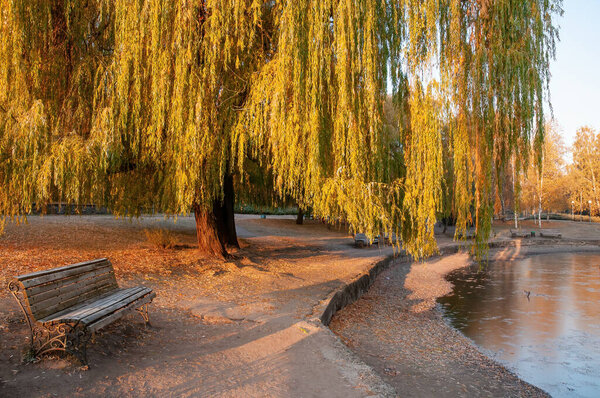 Beautiful autumn park with bench and yellowed weeping willow tree illuminated by rising sun