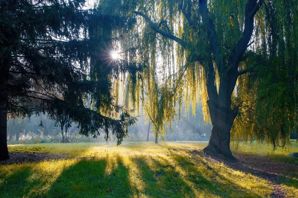 Sol Naciente Brilla Través Corona Sauce Llorón Hermoso Parque Matutino — Foto de Stock