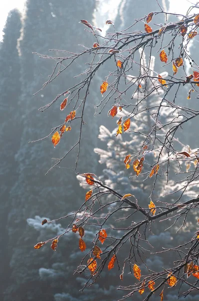 Naturskön Närbild Grenar Med Rödgula Blad Täckta Morgonfrost Och Bakgrundsbelysta — Stockfoto