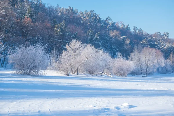 Tolle Winterlandschaft Mit Kahlen Bäumen Die Vom Frost Bedeckt Sind — Stockfoto