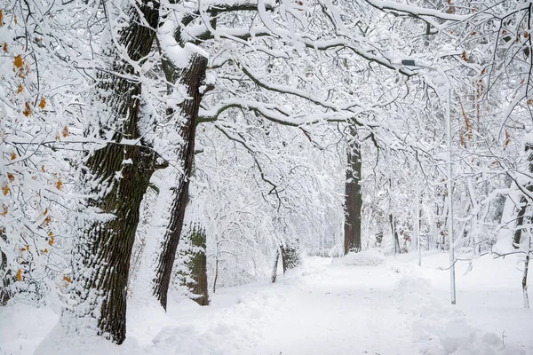 Schöne Winterlich Verschneite Allee Stadtpark Bäume Mit Neuschnee Bedeckt — Stockfoto