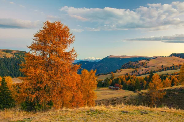 Traumhafte Herbstkulisse Der Seiser Alm Bei Sonnenaufgang Dolomiten Italien Goldene — Stockfoto