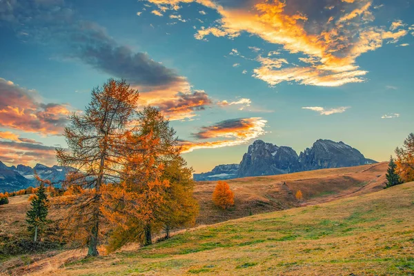 Fantastisk Soluppgång Över Alpe Siusi Bergsplatå Med Vackra Gula Lärkträd — Stockfoto