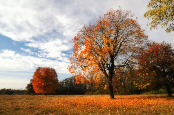 Einsam Schöner Herbst Ahorn Baum Alten Park Weiche Fokussierung — Stockfoto