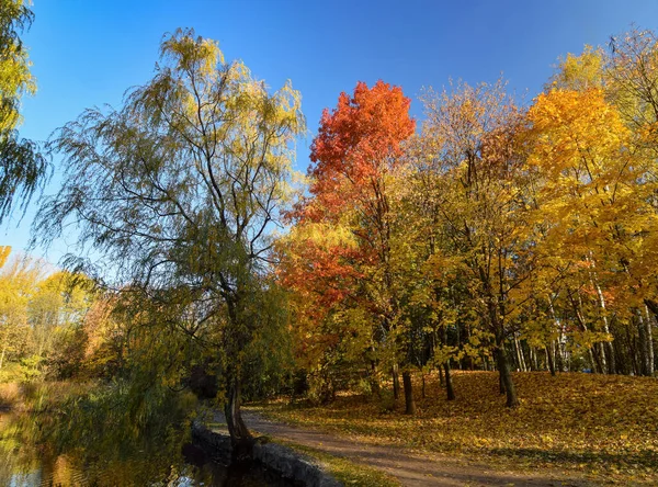 Schöner Park Mit Bunten Bäumen Zweig Mit Roten Und Gelben — Stockfoto