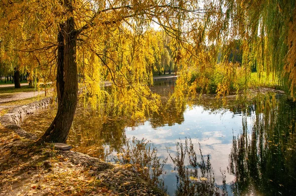 Hermoso Parque Otoño Con Sauce Amarillento Reflejado Agua Cherkasy Ucrania — Foto de Stock