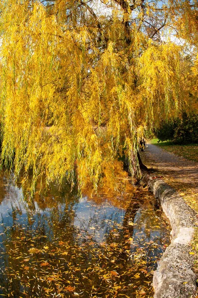 Hermoso Parque Otoño Con Sauce Llorón Amarillento Reflejado Agua Cherkasy — Foto de Stock