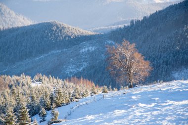 Kış dağlarında çayırdaki yalnız ağaç. Karpatlar, Ukrayna