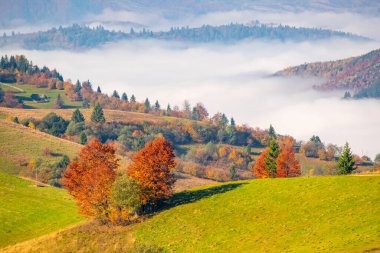 Karpat dağlarında muhteşem bir sonbahar sabahı. Ön planda sarı ağaçlar, güneş ışığında renkli tepeler ve aşağıda sis var.