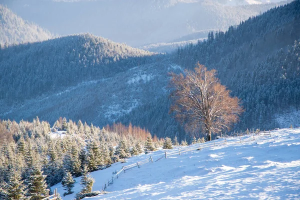 Árvore Solitária Pastagem Montanhas Inverno Cárpatos Ucrânia — Fotografia de Stock