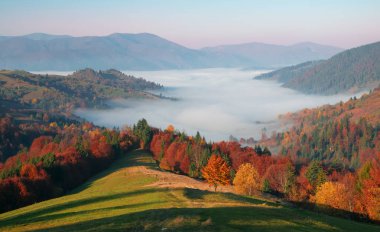 Dağlarda güneşli bir sabah, renkli ağaçlar ve ayak altında sis. Manzaralı sonbahar kırsal manzarası.