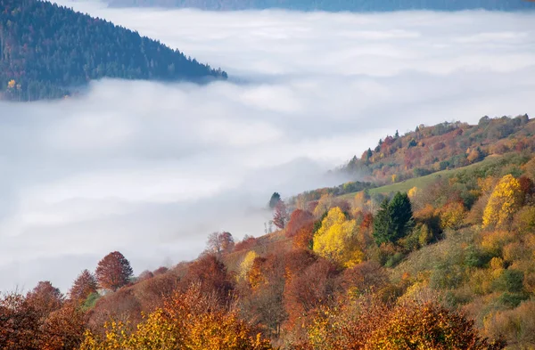 Осінній Туман Ковзає Барвистих Деревах Карпатах Україна — стокове фото