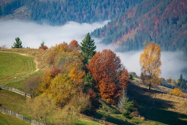 Erstaunlicher Herbstmorgen Den Karpaten Bunte Hügel Sonnenlicht Schotterpiste Und Unten — Stockfoto