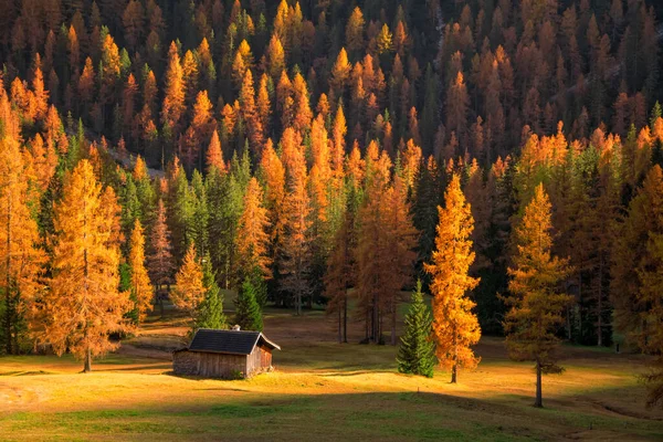 Gelbe Lärchen Gebirgstal Licht Der Aufgehenden Sonne Dolomiten Italien — Stockfoto