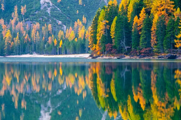 Höstlandskap Vid Braiesjön Dolomitalperna Italien Färgglada Träd Reflekteras Spegelytan Vattnet — Stockfoto