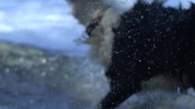 Yavaş çekimde uçan su damlacıklarının yakın çekimi köpek sığ gölde sallanıp sıçrıyor, dramatik sinema sahnesi açık hava enerjisi.