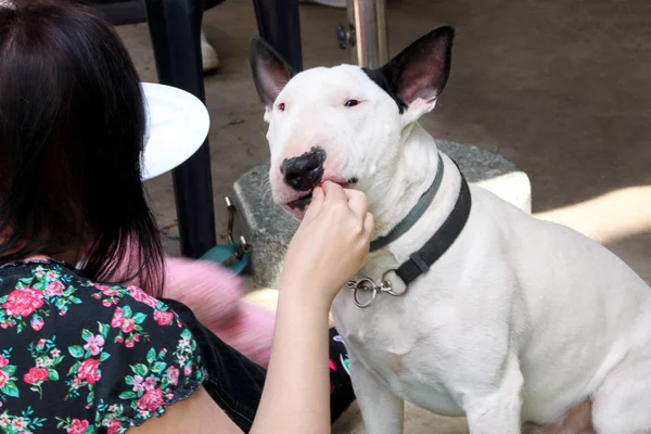 Woman's hand is feeding dog. English Bull Terrier white dog eating food with hands. Female owner gives his dog piece of pizza by hand, outside in garden. People with pet, woman with dog. Pet concept.