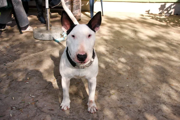 Englischer Bullterrier Weißer Hund Ist Wütend Und Wütend Garten Freien — Stockfoto