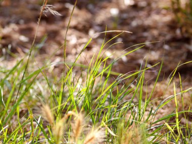 Bahçe, closeup yeşil çimenlerin üzerinde güzel manzara. Ayrıntılı bilgi almak için alanın bir parçası. Doku, malzeme, desen ve duvar kağıdını güzel doğal ortamı.