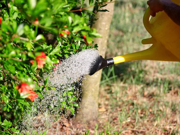 Watering flowers in the garden with a yellow watering can. Close up on water pouring from watering, garden work pour water. Pouring from watering can on plants water, jets of water from watering can.