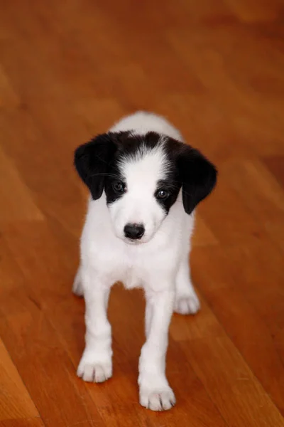 Portret Puppy Psem Kobieta Pozuje Sesji Zdjęciowej Bliska Małe Rasy — Zdjęcie stockowe