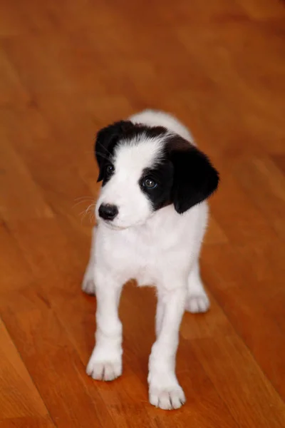 Portrait of little puppy female dog is posing for photo shoot, close up. Small mixed breed, adorable puppies and half breed dogs. Lovely dog, cute doggy, pretty, pet, domestic animal, home with pets.