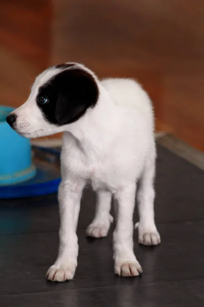 小さな子犬メス犬の肖像画の写真撮影のためポーズは クローズ アップ 小さい混合された品種 愛らしい子犬 半分犬 素敵な犬 かわいい犬は かなり ペット — ストック写真