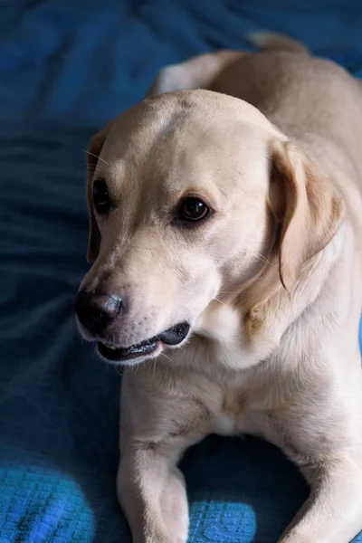 Chien Repose Maison Photo Chien Jaune Labrador Retriever Posant Reposant — Photo