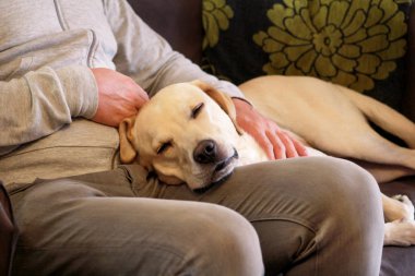 Köpek hayvanını closeup sevişme adam sahibi için dinleniyor. Sarı labrador retriever köpek pampering onun sahibi mutlu hissediyorum. Köpek vasıl ev ile evde beslenen hayvan sahip döşeme ve ayak üzerinde uyuyor. Sevimli köpek ve evde beslenen hayvan.