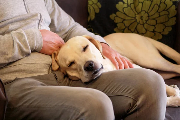 Dog is resting for man owner petting his pet, closeup. Yellow labrador retriever dog feel happy while his owner pampering. Pet owner with dog at home, laying and sleeping on legs. Cute doggy and pet.