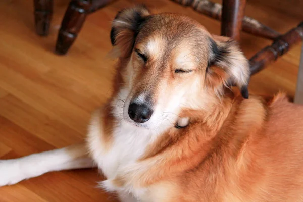 Portrait Collie Dog Rude Collie Chien Couché Sur Sol Bois — Photo