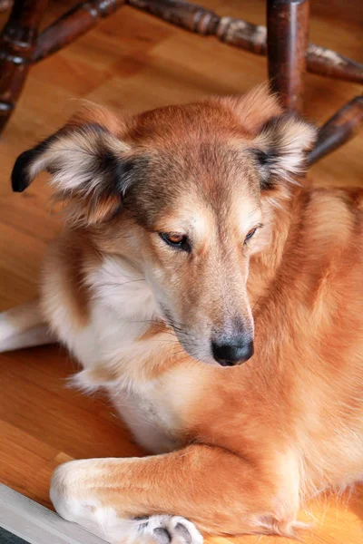 Portrét Psa Kolie Kolie Dlouhosrstá Pes Leží Dřevěné Podlaze Těší — Stock fotografie