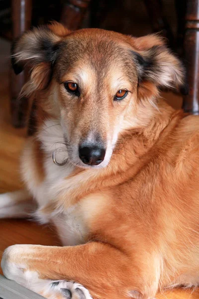 コリー犬の肖像画 木製の床の上に横たわるラフ コリー犬を楽しんで休憩 素敵なかわいい犬は かなり ペットの概念 自宅で家をペットします コリー シェットランド シープドッグの血統 — ストック写真