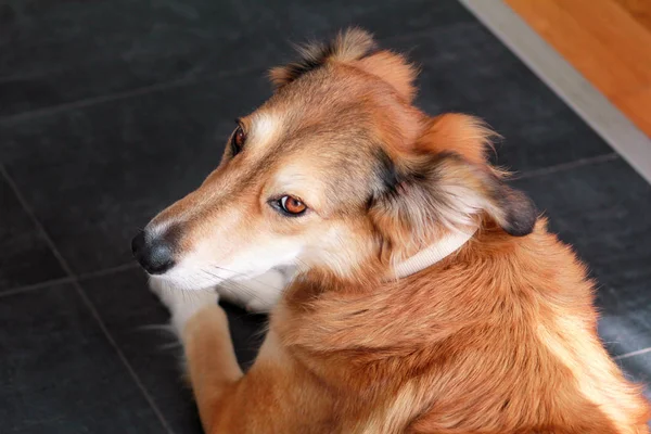 Portret Van Collie Hond Rough Collie Hond Houten Vloer Liggen — Stockfoto