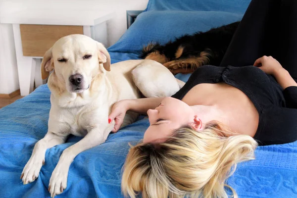Woman with her dog in bed at home, relaxing in bedroom. Beautiful girl is playing, together and petting with dog in bed. Yellow labrador retriever climbed into bed with her owner. Lovely dog, pet.