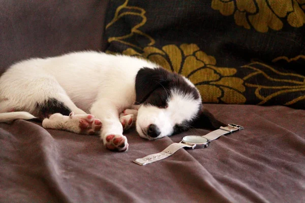 Lindo Cachorro Raza Mixta Blanca Negra Pequeña Está Durmiendo Cama — Foto de Stock