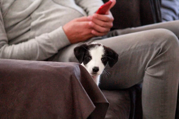 Portret Van Kleine Pup Teefje Bed Bank Slaapbank Poseren Voor — Stockfoto