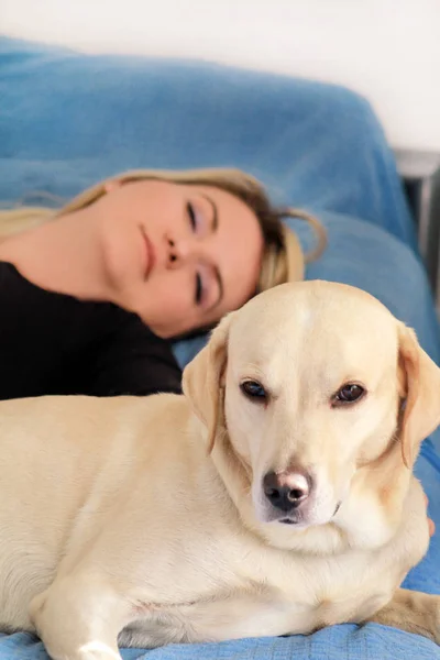 Femme Avec Des Chiens Mignons Maison Belle Fille Reposant Dormant — Photo