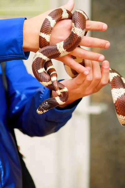 Chłopiec Wężami Człowiek Posiada Ręce Gad Często King Snake Lancetogłów — Zdjęcie stockowe