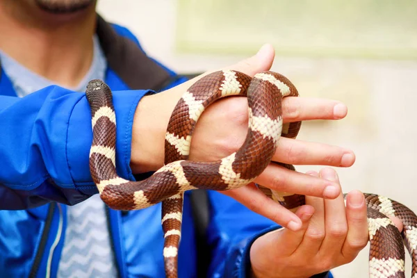 Chlapec Hady Muž Drží Ruce Plaz Společné Šuplíku Lampropeltis Getula — Stock fotografie