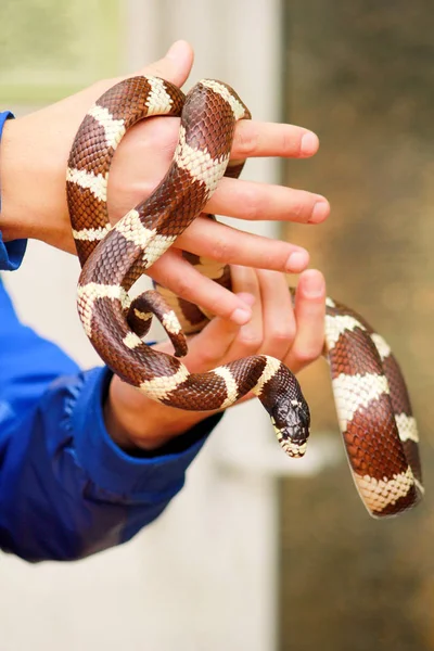 Yılan çocuk. Adam ellerini sürüngen ortak kral yılan Lampropeltis getula tür yılan tutan. Egzotik tropik soğuk kanlı hayvanlar, Hayvanat Bahçesi. Evde evcil hayvan yılan. Zehirli ve sigara zehirli yılan.