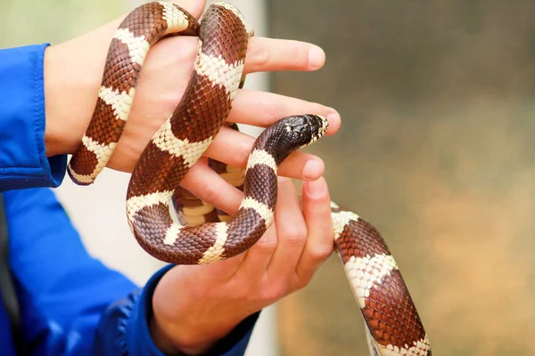 Chlapec Hady Muž Drží Ruce Plaz Společné Šuplíku Lampropeltis Getula — Stock fotografie