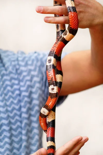 蛇と少年 男は手爬虫類ミルクヘビ Lampropeltis さんかく座でアリゾナ州ヘビの種類を保持します エキゾチックな熱帯の冷血動物 動物園 自宅のペットをヘビします 非有毒なヘビ — ストック写真